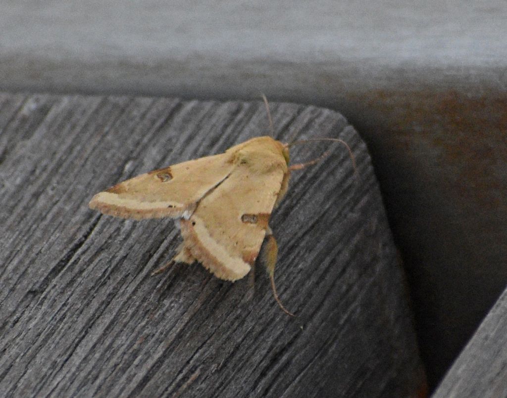 Heliothis peltigera (Noctuidae)